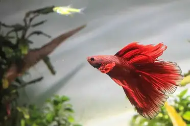 Can tetras live with bettas