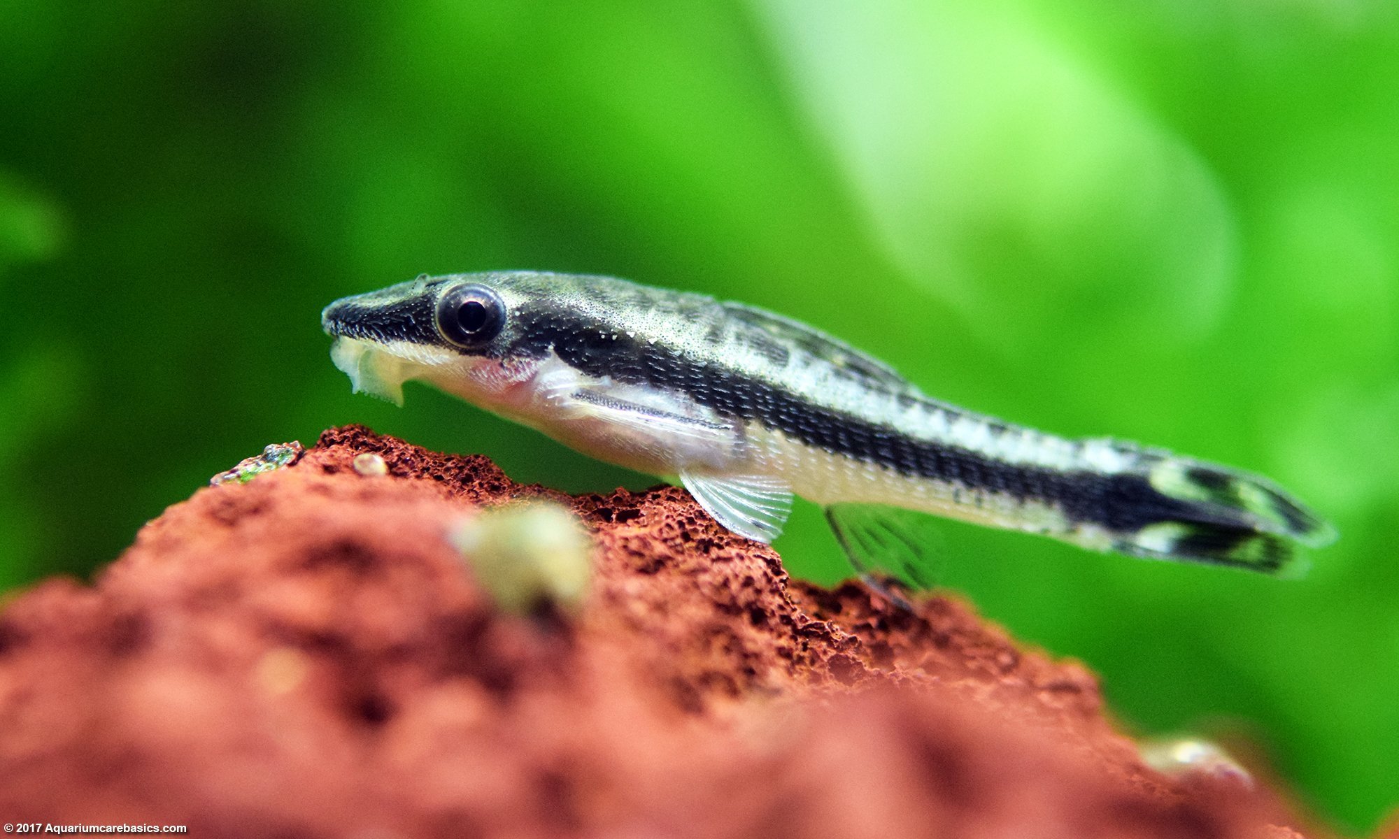 Otocinclus tank mates