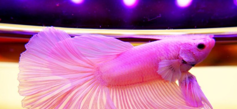 pink betta fish