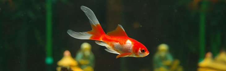 Why do goldfish change colors