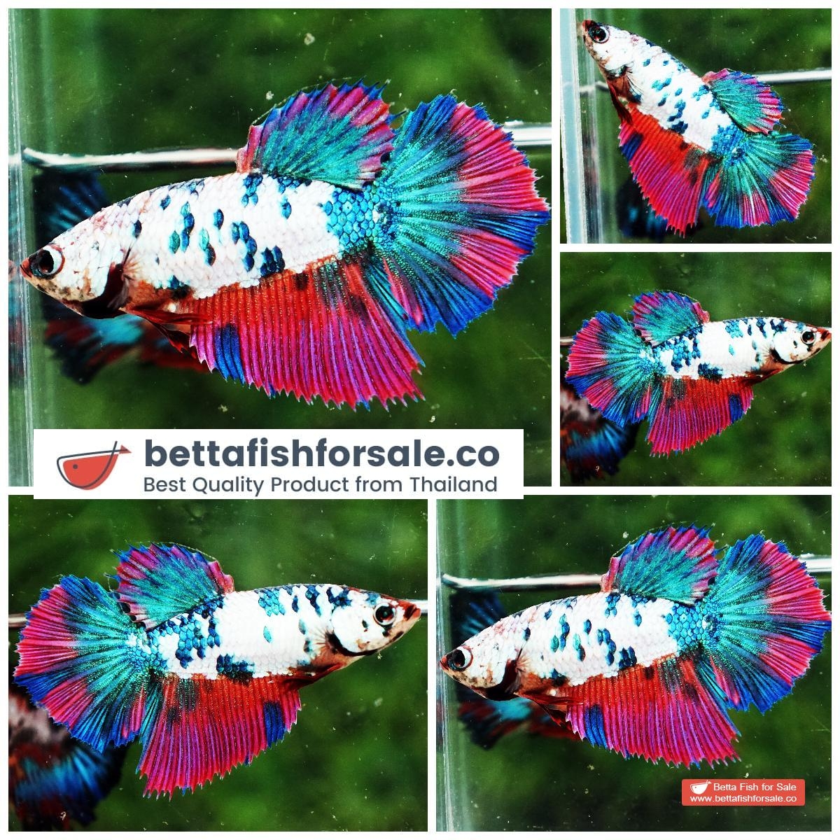 Betta fish marble