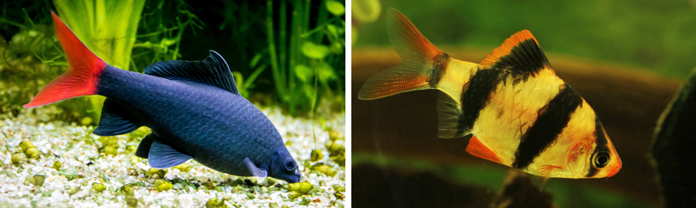 Best aquarium fish combination