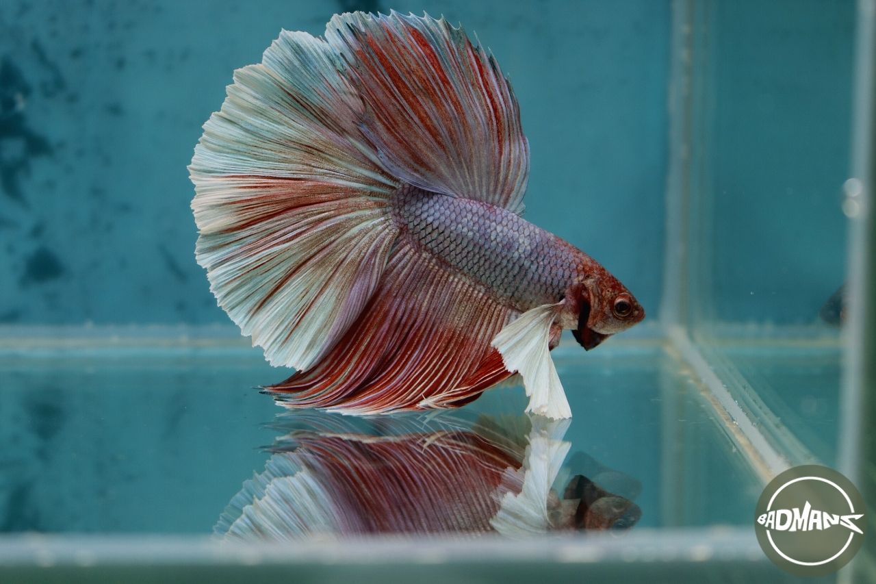 How long can betta fish go without food