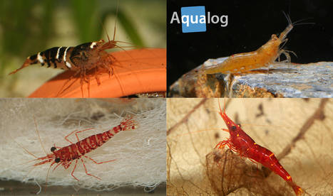 Feeding and Nutrition for Healthy Shrimp Lifespan