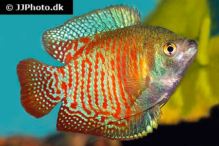 Powder blue dwarf gourami tank mates